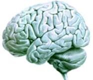 cerebro.jpg