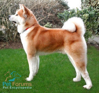 Akita+Inu+8895.jpg