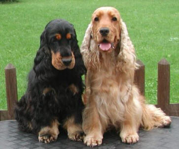 cocker-spaniel.jpg