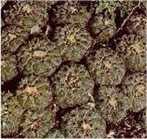 i-peyote1.jpg