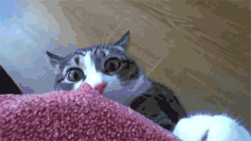 Gato2.gif