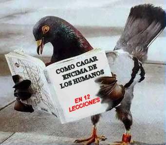 pigeon.jpg