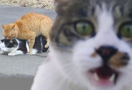 fotografias-fotos-humor-gatos-copulando.jpg