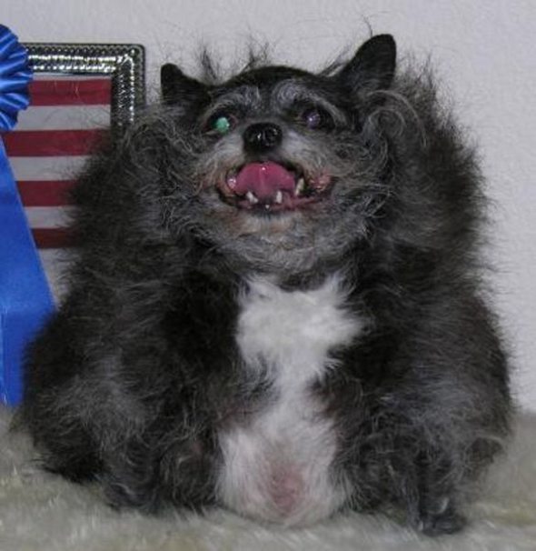 ugliest-dog-in-the-world-09.jpg