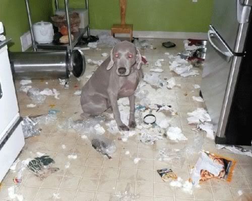 dogs-making-a-mess-11-4.jpg
