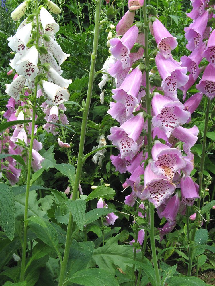 digitalis-purpurea.jpg