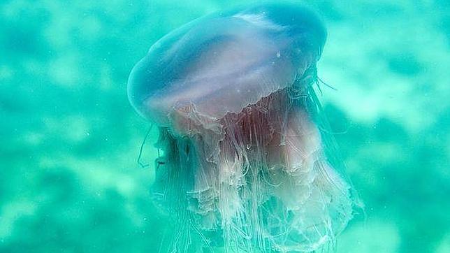 pink-meanie-jellyfish-new-species--644x362.jpg