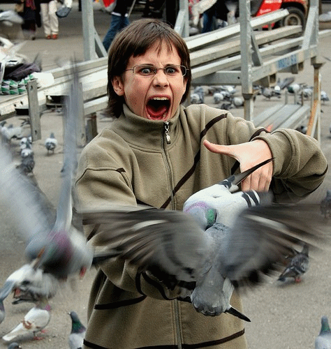 bird_attack.gif