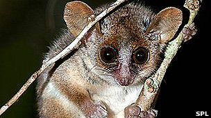 120714005228_lemur_1_304x171_spl.jpg