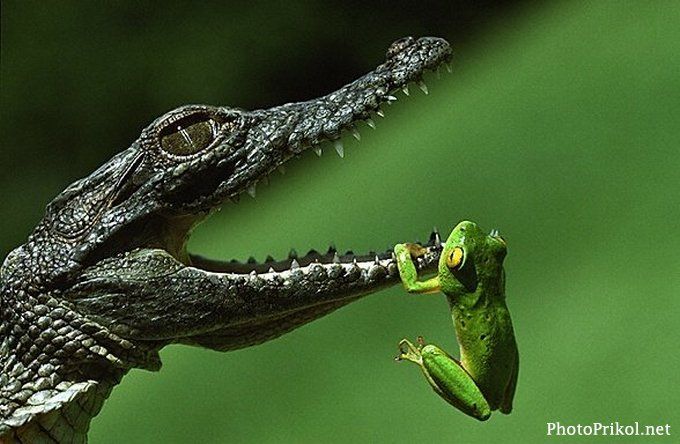 ComicalAnimals-0846.jpg