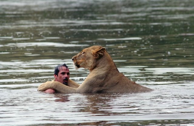 lion_swim04.jpg