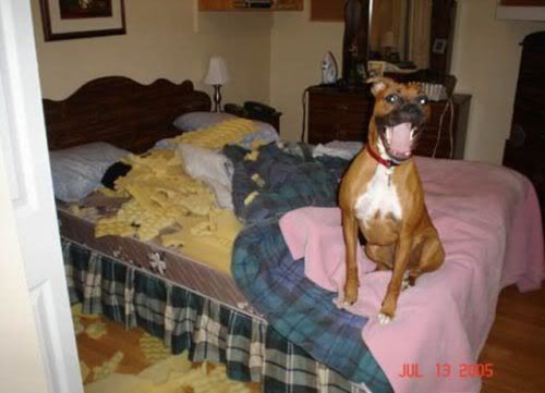 dogs-making-a-mess-1-4.jpg