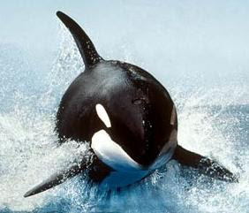 orca.jpg