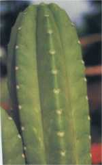 i-sanpedro.jpg