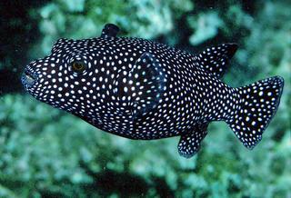 Arothron_meleagris,I_RR2187.jpg