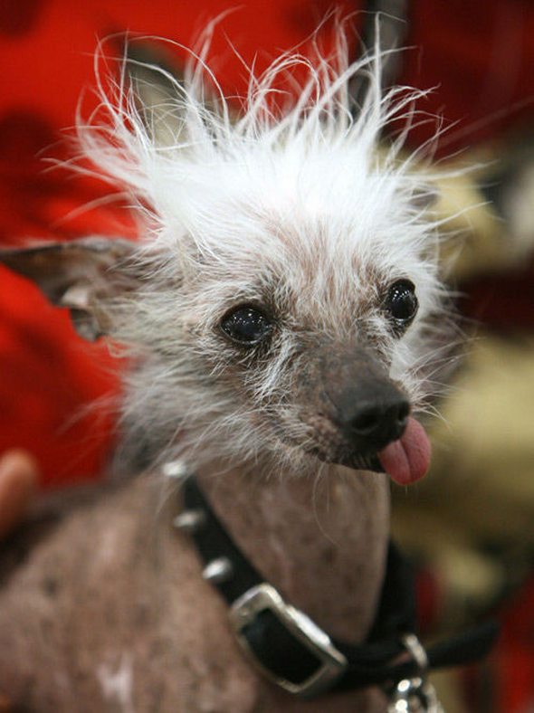 ugliest-dog-in-the-world-20.jpg