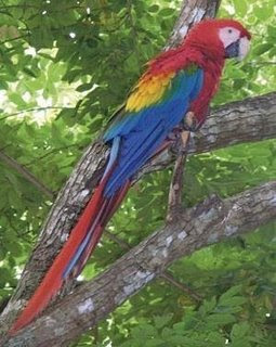 guacamaya.jpg