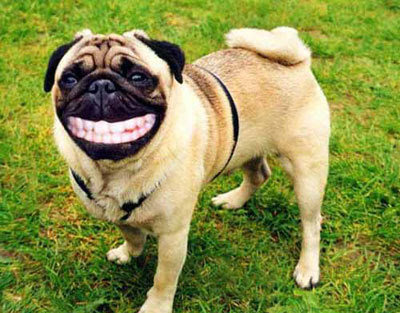 dogperro_riendo.jpg