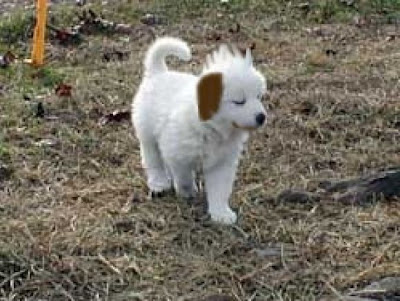 akamaru.jpg