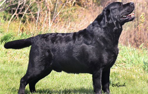 labrador-retriever-macho-scottie-grande.jpg
