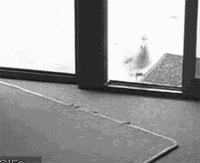 tumblr_llcpur0O371qaz51t.gif