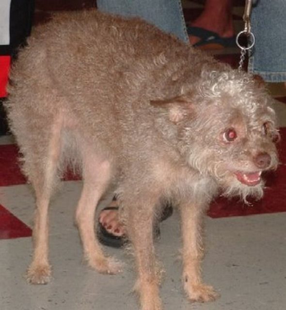 ugliest-dog-in-the-world-07.jpg
