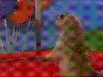 ardilla-dramatica.gif