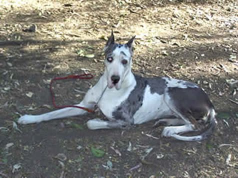 Manchas04.jpg