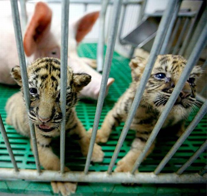 animal_adoptions_11.jpg