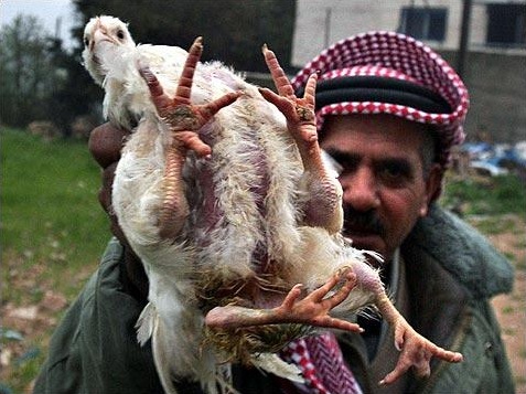 foto_pollo_4patas.jpg
