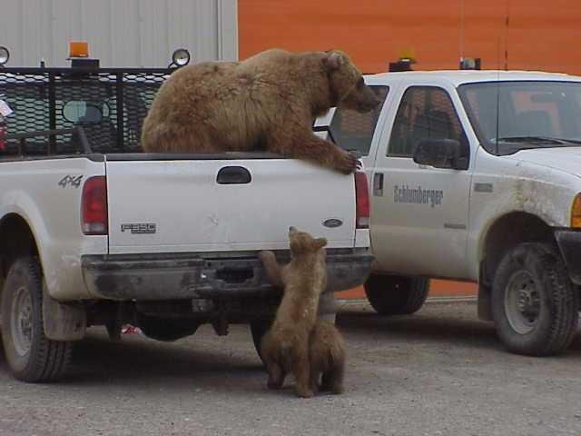 bears2.jpg