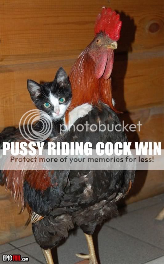 cat-driving.jpg