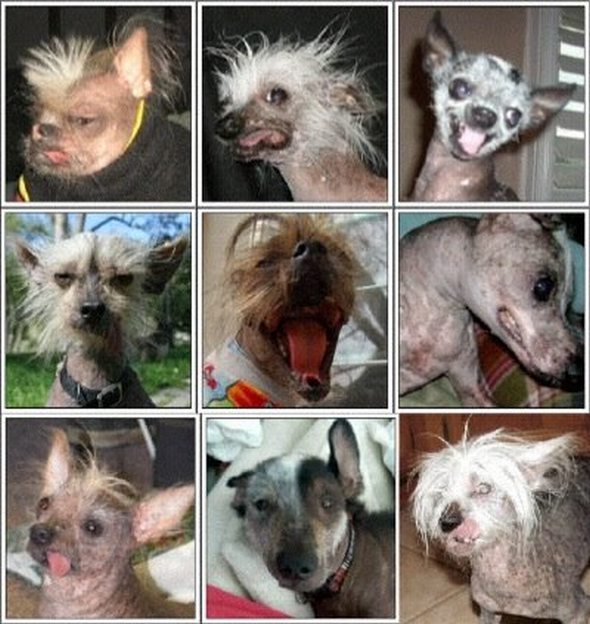 ugliest-dog-in-the-world-11.jpg