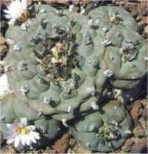 i-peyote2.jpg
