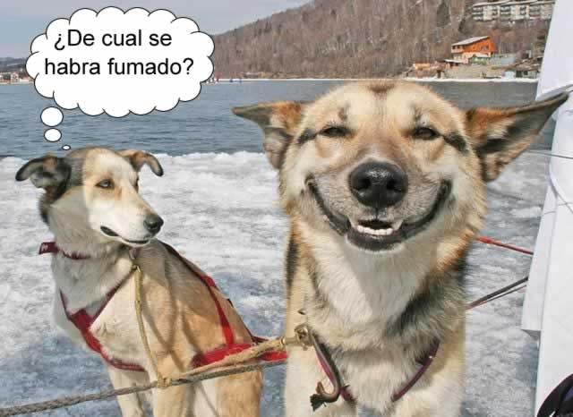 RISAS.jpg