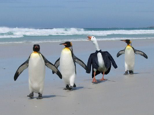 penguinsandduck.jpg