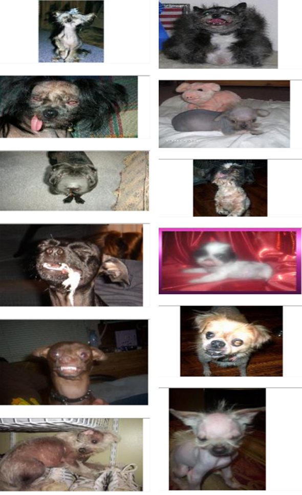 ugliest-dog-in-the-world-22.jpg