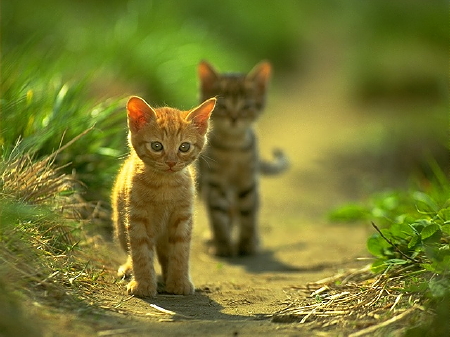 gatitos.jpg