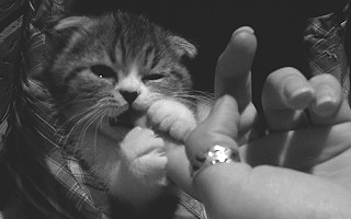 tumblr_luer7eQ6h11qjp0rto1_400.gif