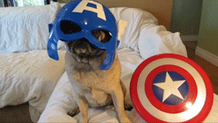 tumblr_mbjhgv6Z3X1r3gb3zo4_250.gif