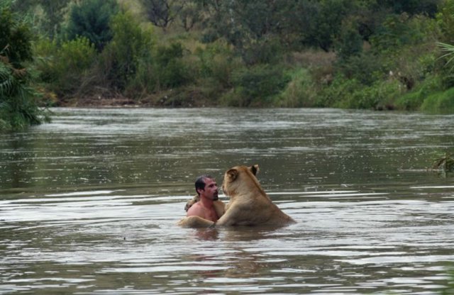 lion_swim05.jpg