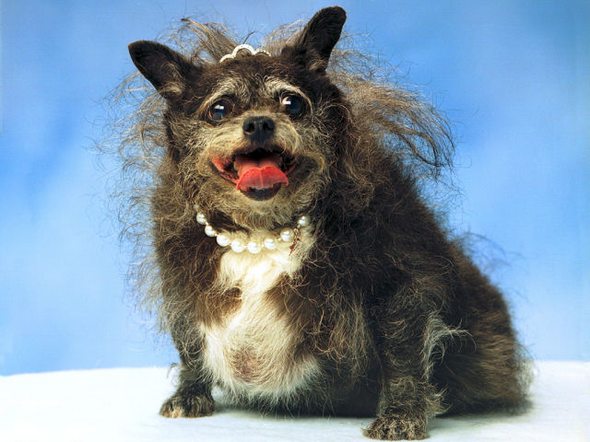 ugliest-dog-in-the-world-21.jpg