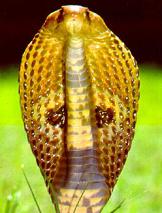 foto-cobras.jpg