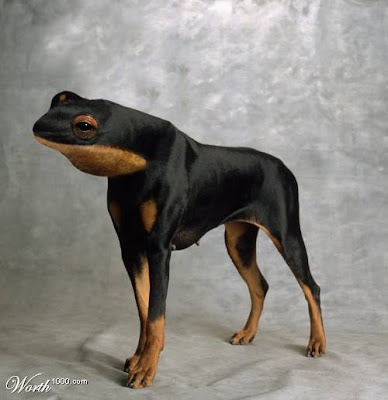 animals073.jpg