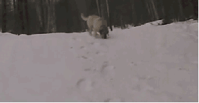 tumblr_lxqznnKhAB1qcb5fko1_400.gif