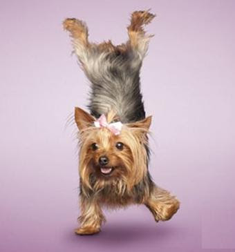 yogadogs9.jpg