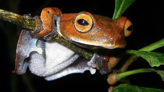 vampire-flying-frog--644x362.jpg