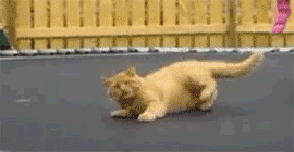 tumblr_lnzv93NRGA1qbmf8z.gif