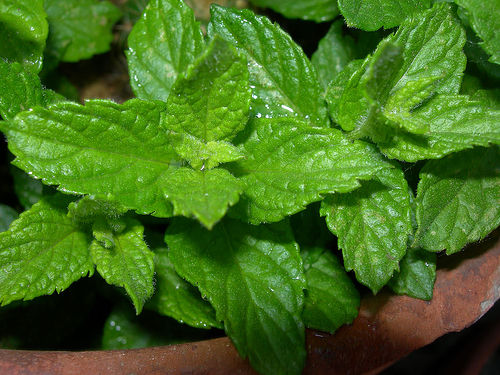 menta.jpg