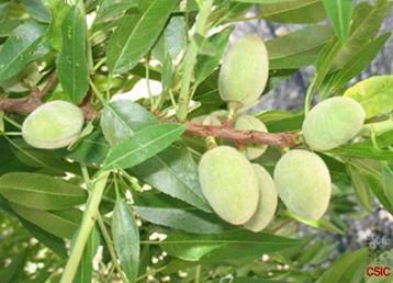 almendros_borrachera.jpg